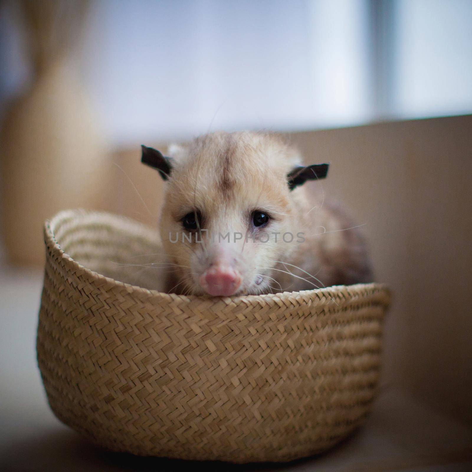 The Virginia opossum, Didelphis virginiana, in a basket by RosaJay