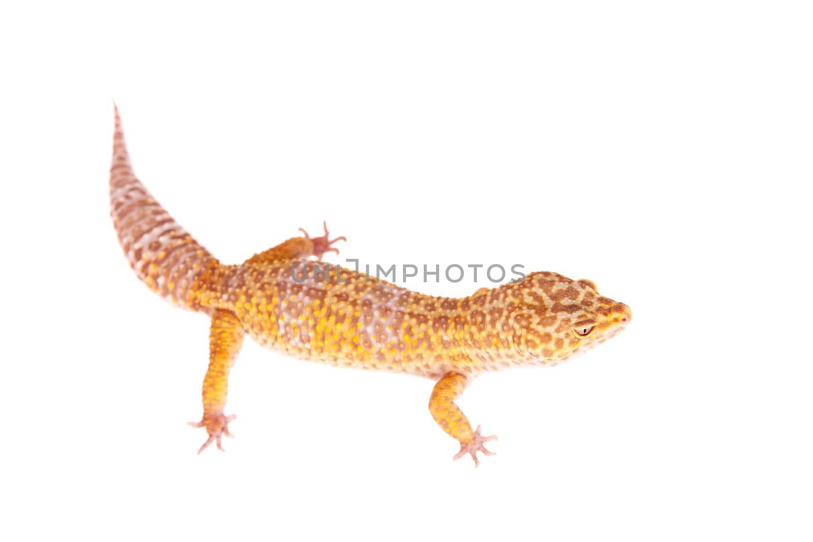 Tangerine Tremper Leopard Gecko on a white background