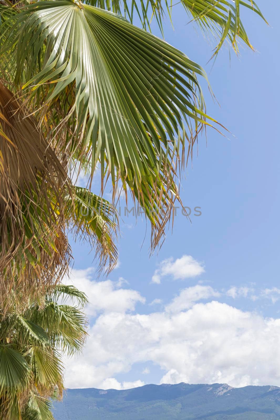 palm trees against a blue sky with clouds. High quality photo
