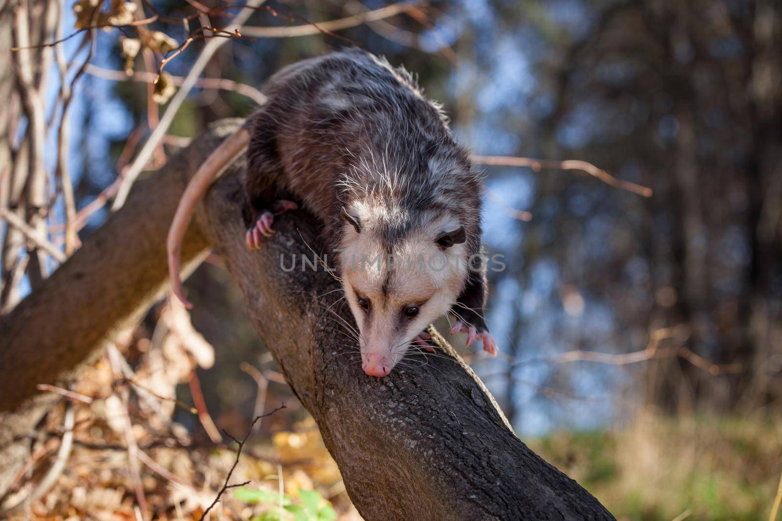 The Virginia opossum, Didelphis virginiana, in autumn park by RosaJay