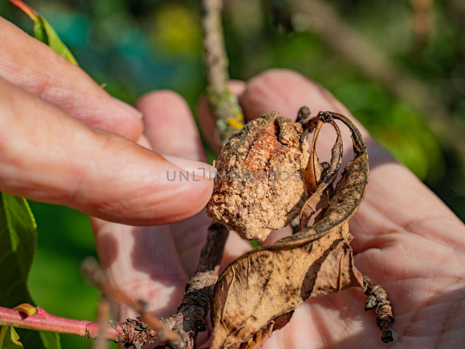 Peach Orchard Disease. Male gardener show sick peach fruits by rdonar2