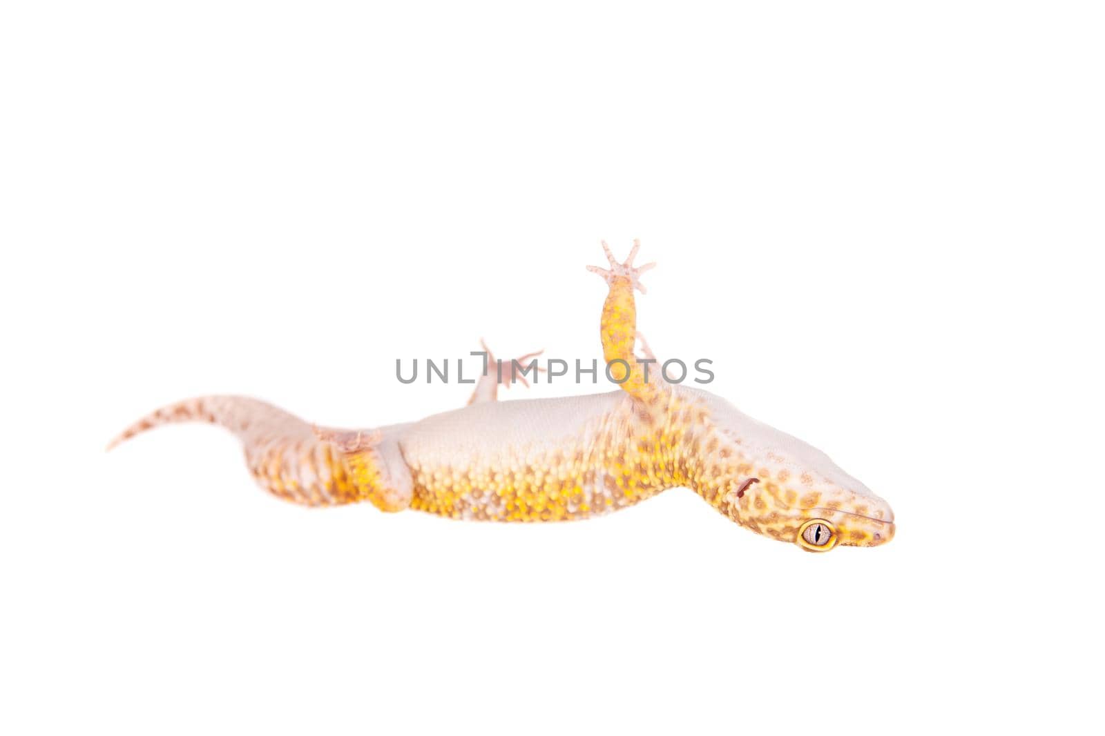 Tangerine Tremper Leopard Gecko on a white background