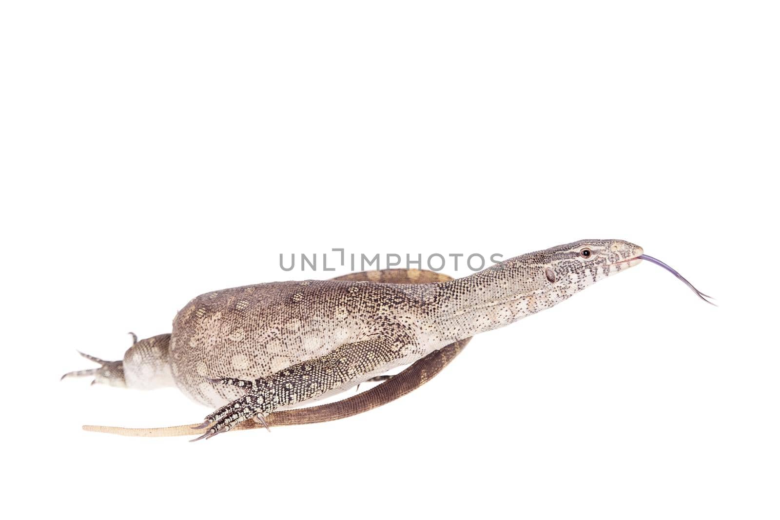 Nile monitor, Varanus niloticus, isolated on white background