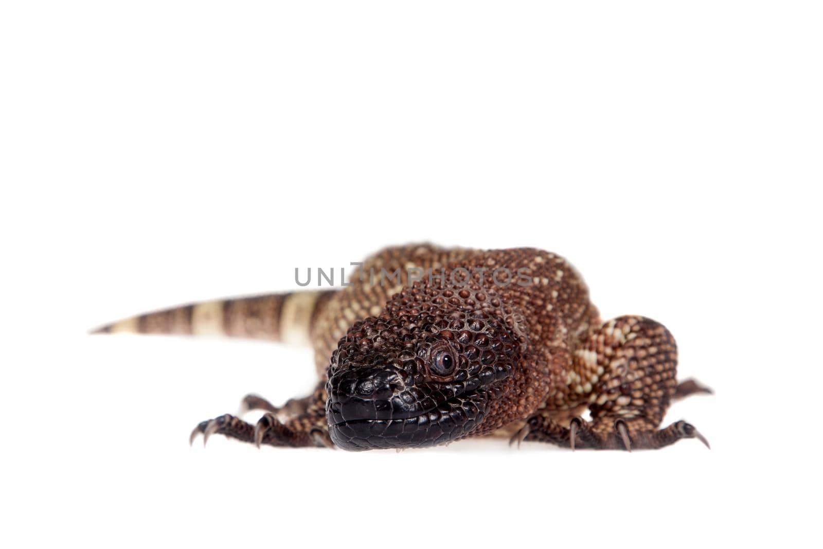 Venomous Beaded lizard, Heloderma horridum, isolated on white background