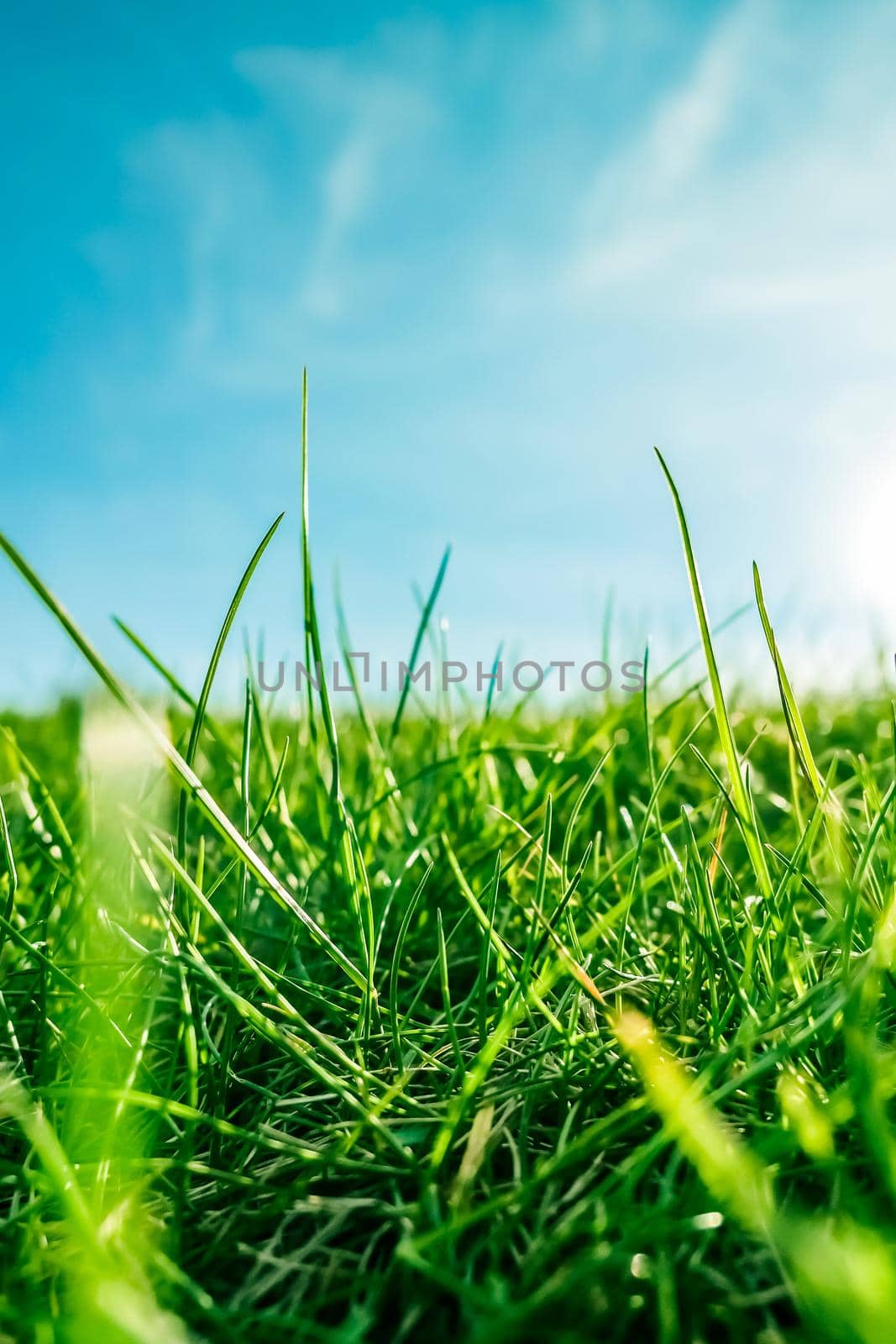 Earth landscape, growth and natural environment concept - Fresh grass and sunny blue sky on a green field at sunrise, nature of countryside