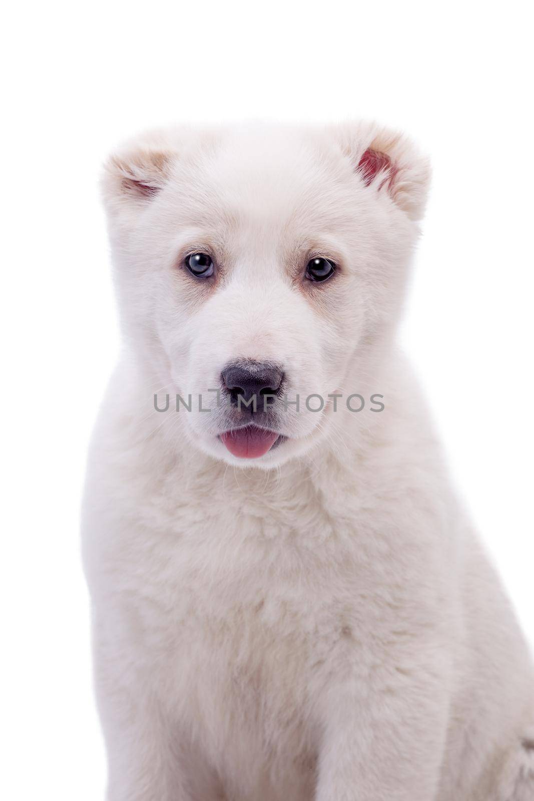 Portrait of a white middle-Asian Shepherd by RosaJay