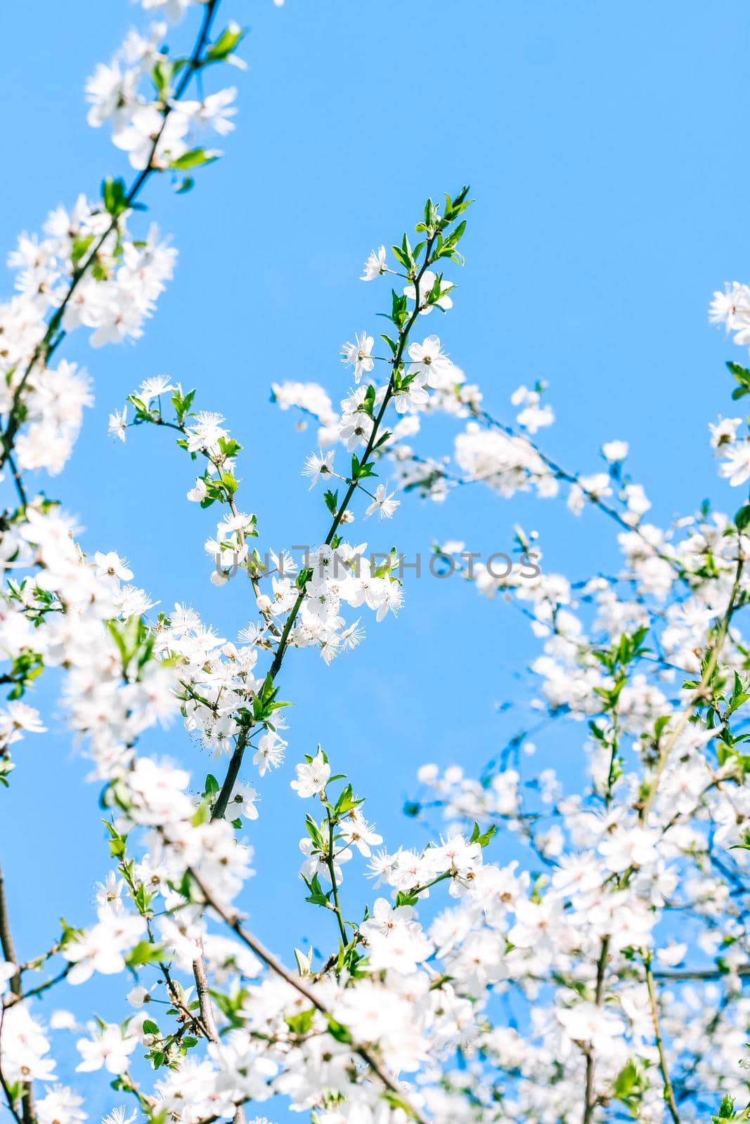 Cherry tree blossom and blue sky, white flowers as nature background by Anneleven