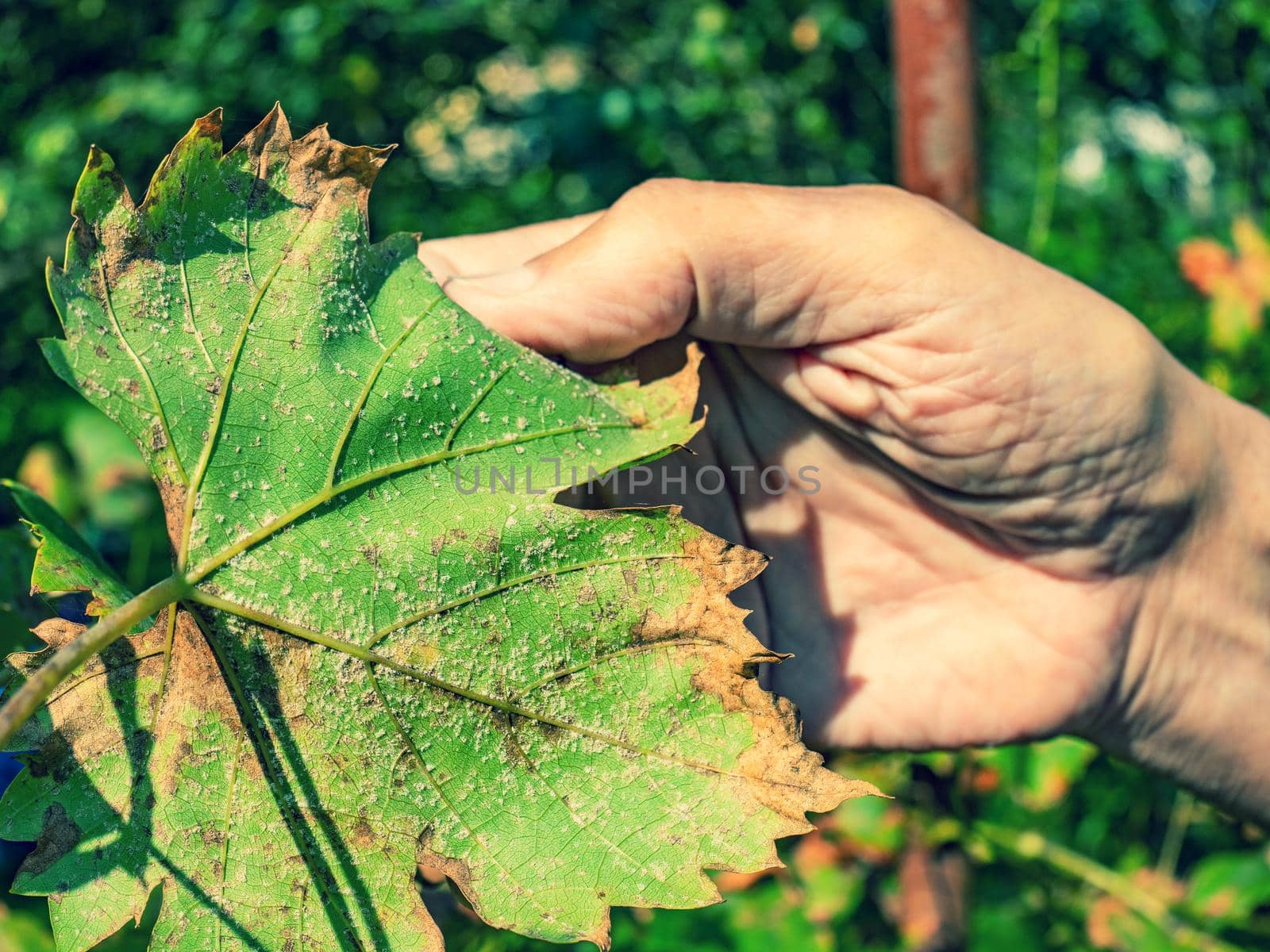 Vine leaf damaged by a white greenfly or spider mite. by rdonar2