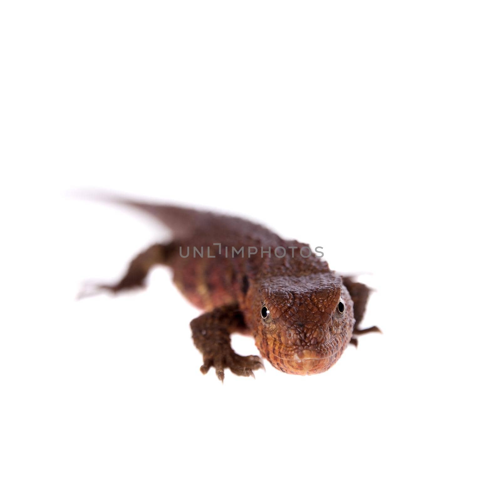 The Chinese crocodile lizard, Shinisaurus crocodilurus, isolated on white background