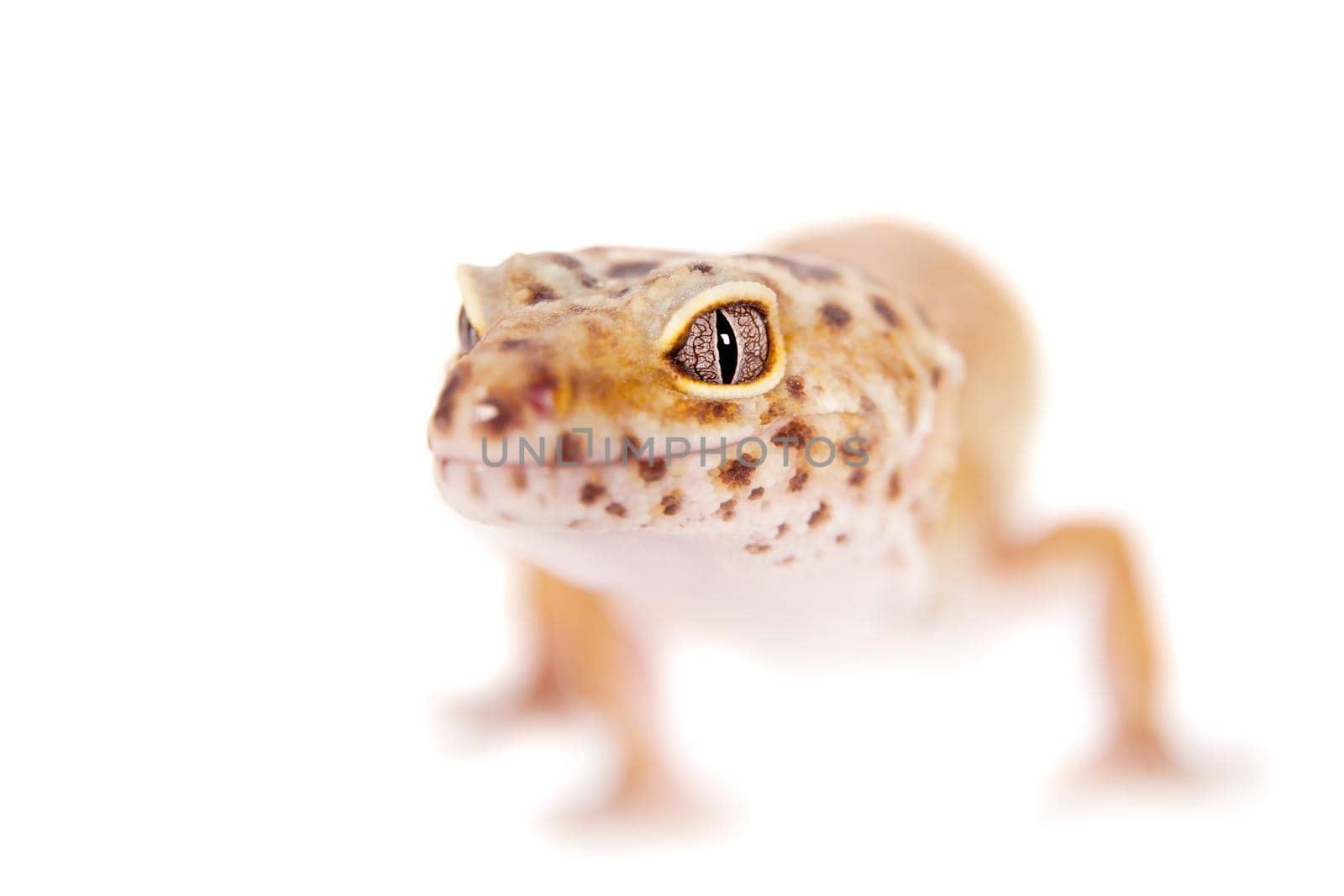 Tangerine Tremper Leopard Gecko on a white background