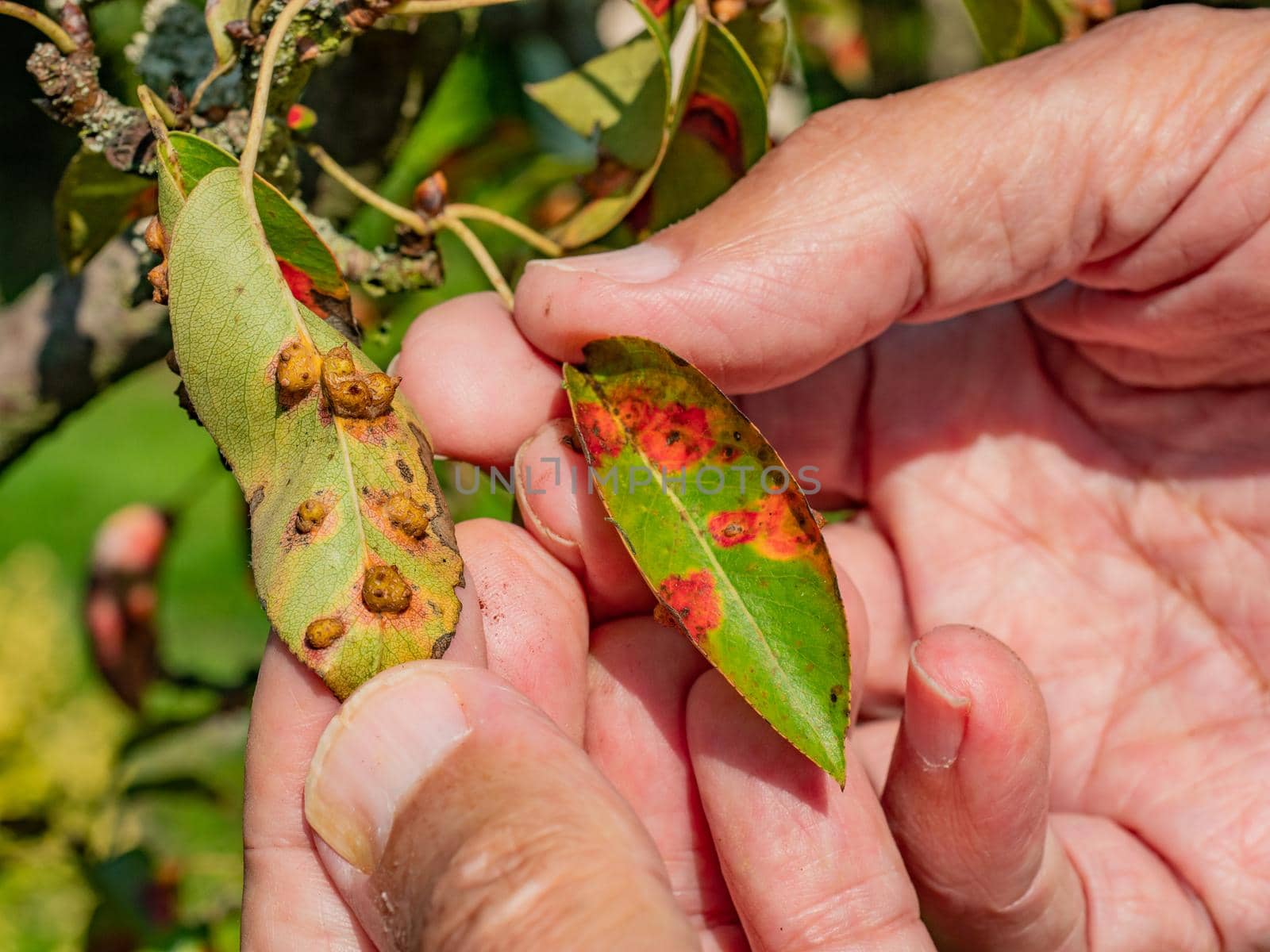 Pucciniales Rust on pear leaves.  Red dots disease destroyed the entire garden