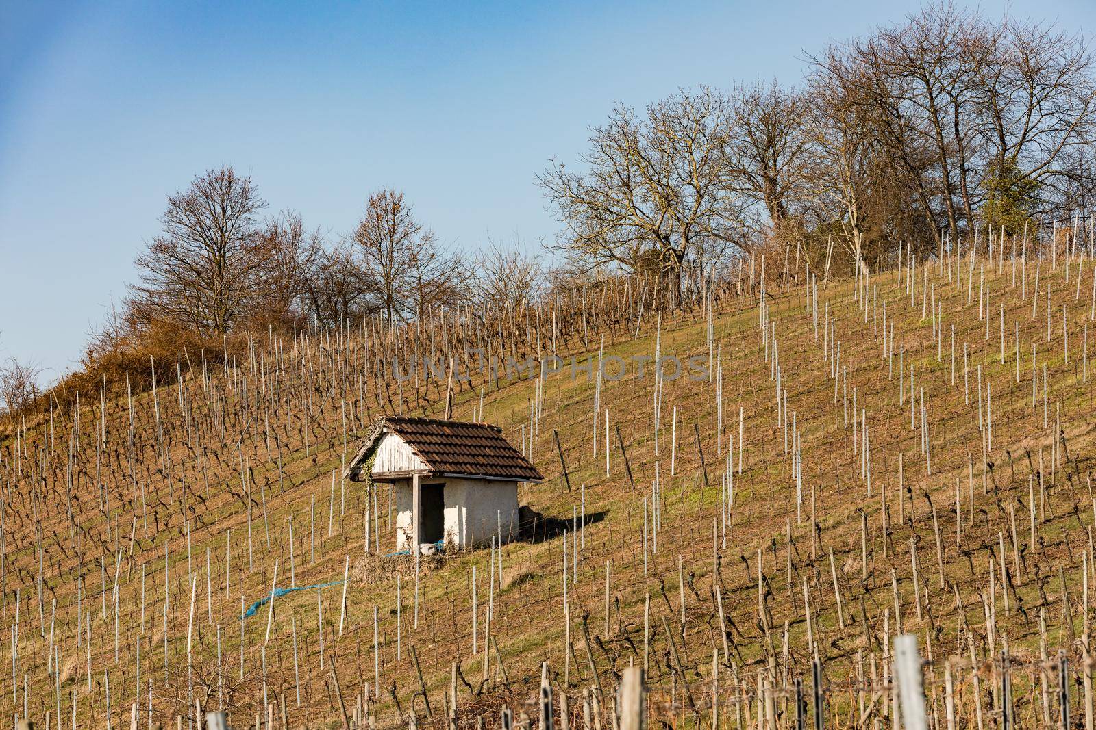 Hillside with vineyards and grapevines in spring with sunlight and clear skies