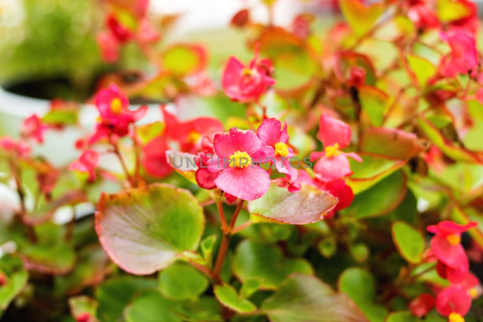 Small pink flowers among green leaves closeup, macro photo