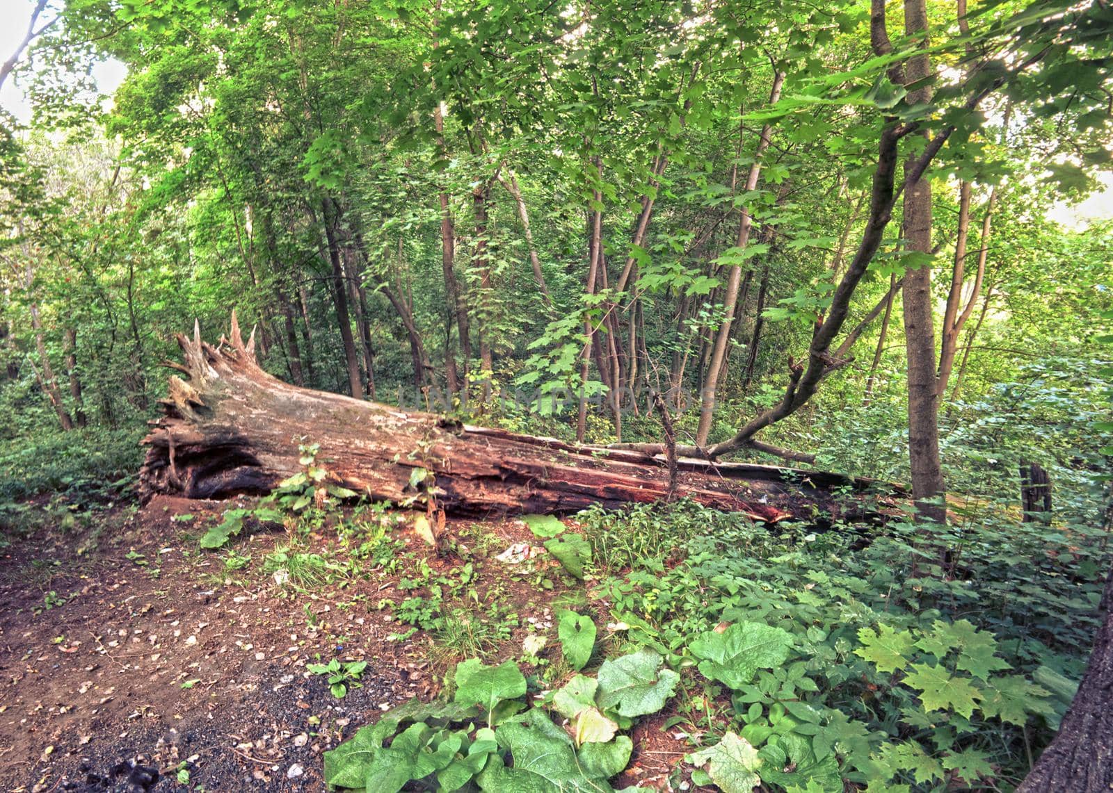 Scenic Landscape of Dense Forest with wooden stump