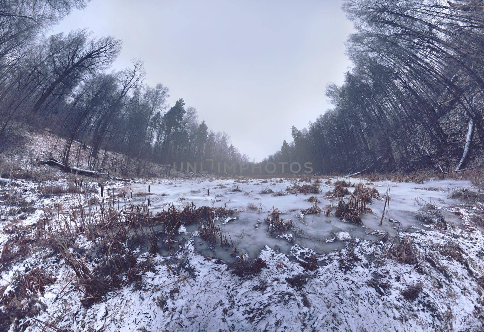 Cold Snowy Forest in Landscape of Scandinavia. 