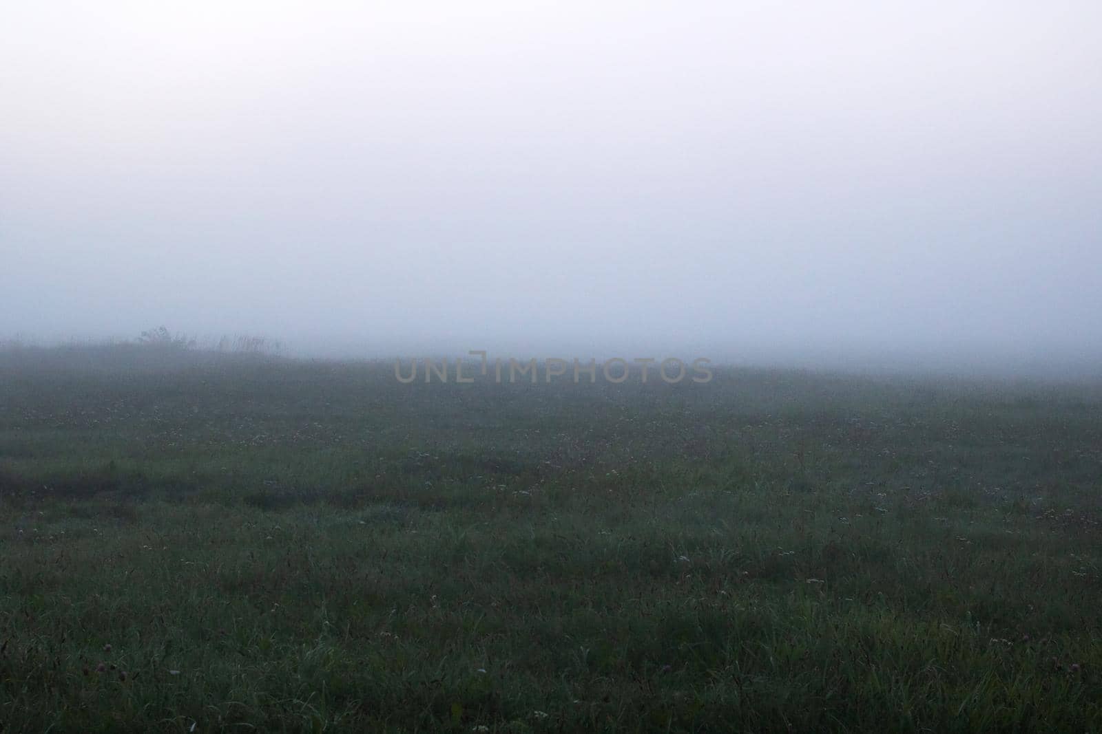 Thick fog in the field at dawn, nature photography