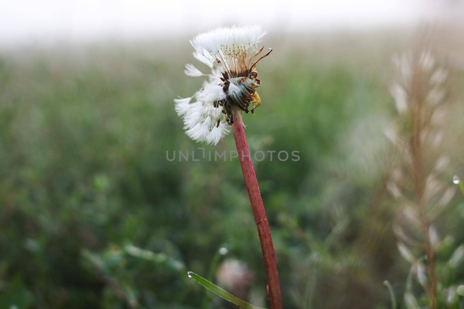 Dry branch of grass covered with dew in autumn fog close up