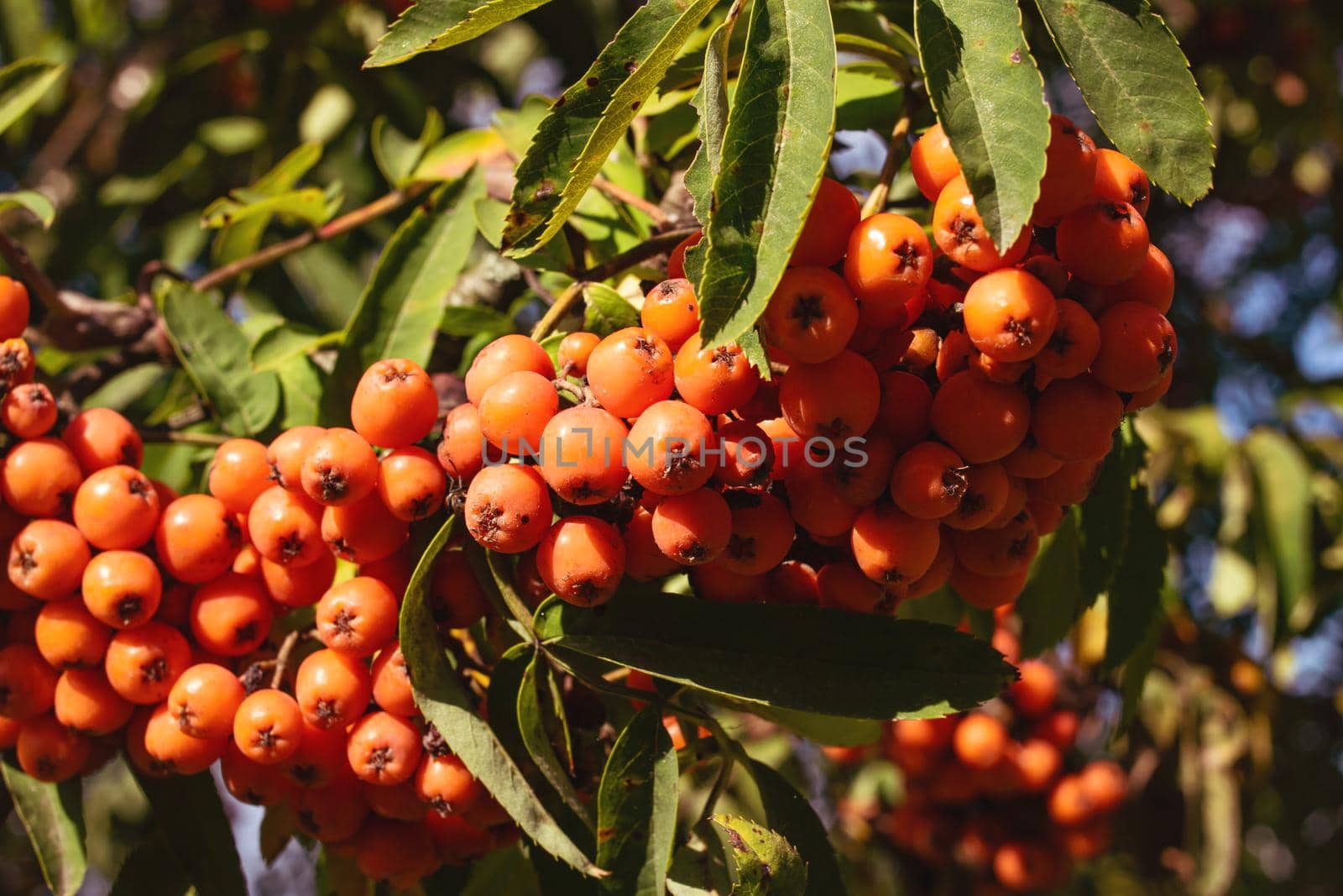 Bright rowan berries among green leaves close up