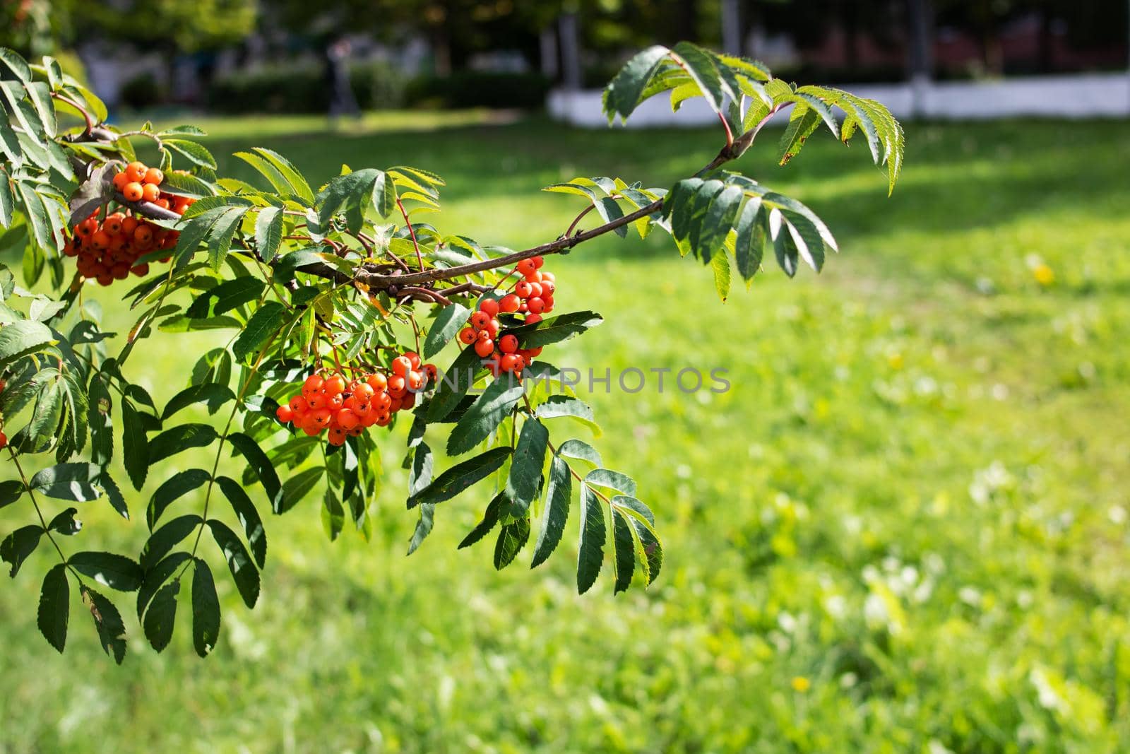 Bright rowan berries among green leaves close up