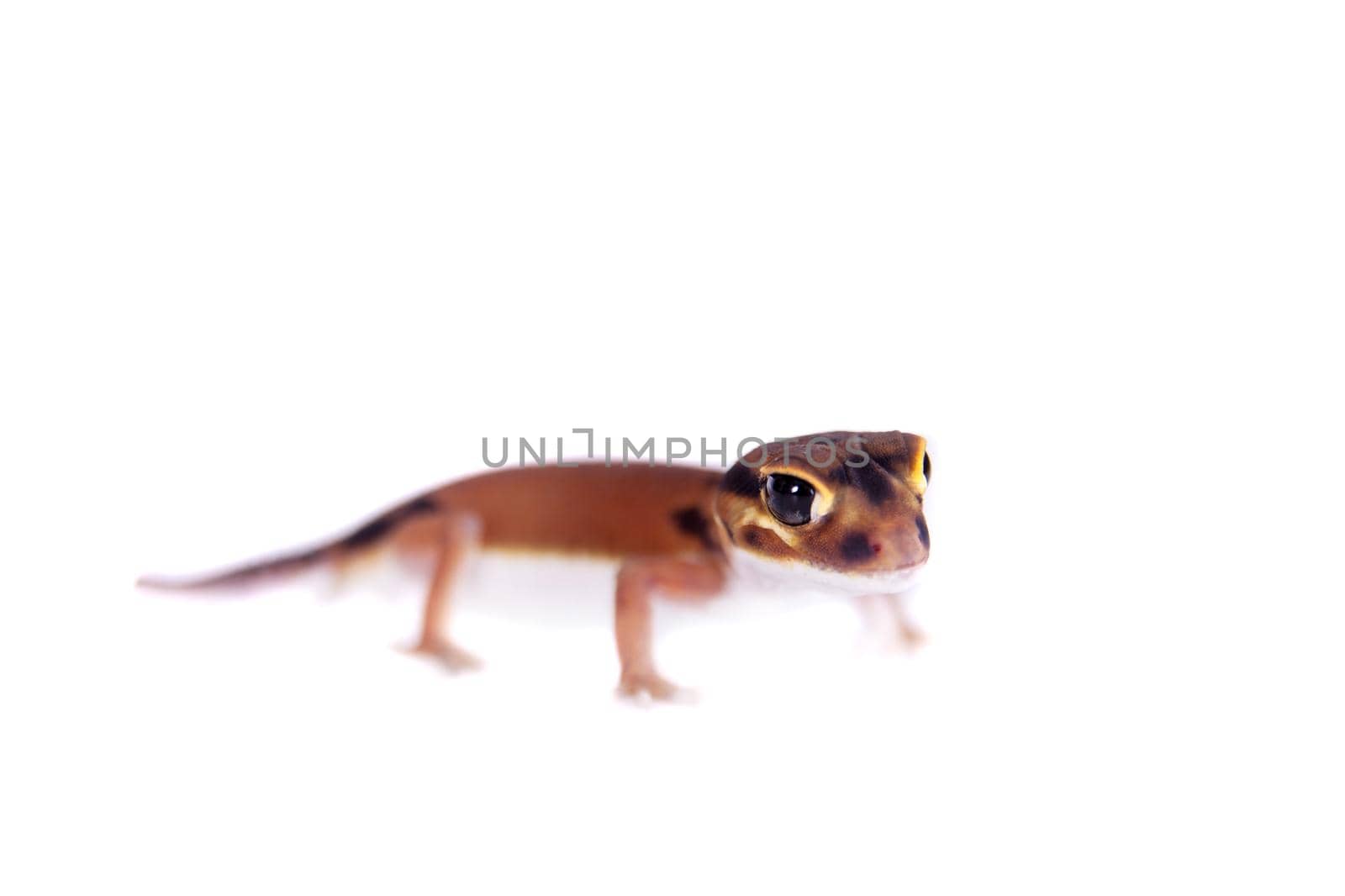 Pale Knob-tailed Gecko, Nephrurus laevissimus, isolated on white background