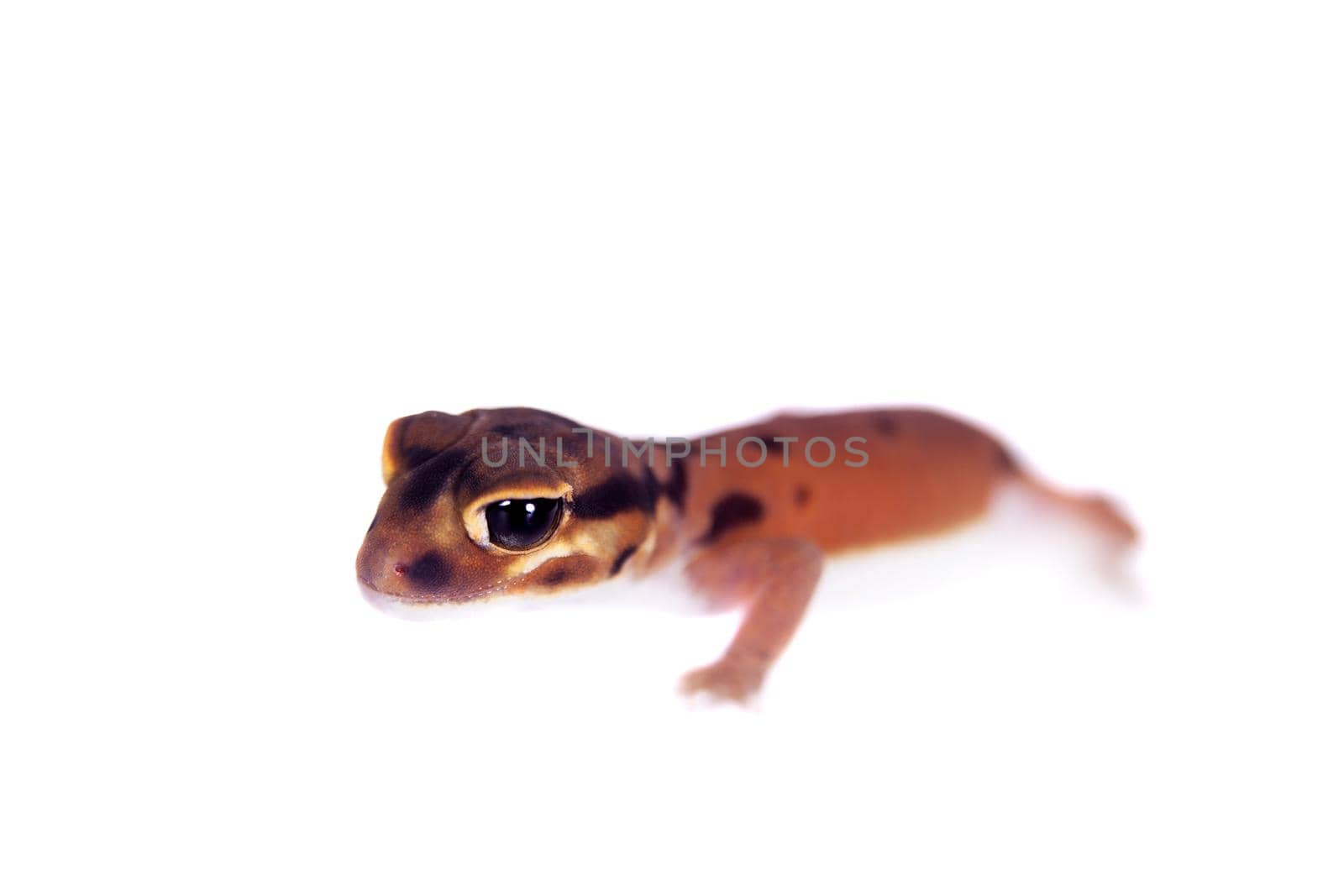 Pale Knob-tailed Gecko, Nephrurus laevissimus, isolated on white background