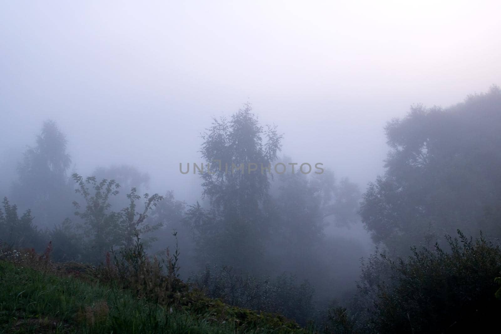 The tops of the trees in the fog at dawn