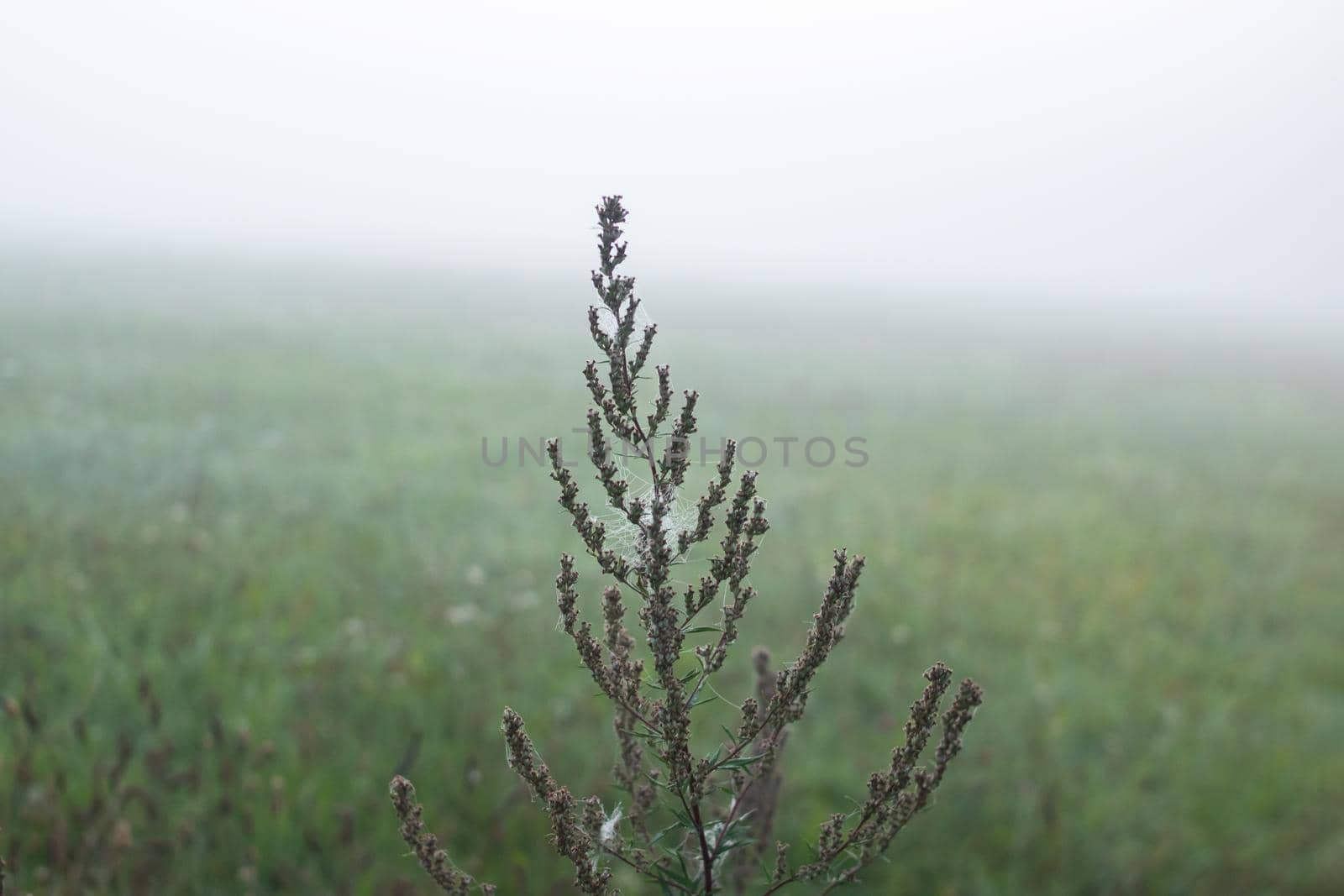 Dry branch of grass covered with dew in autumn fog close up