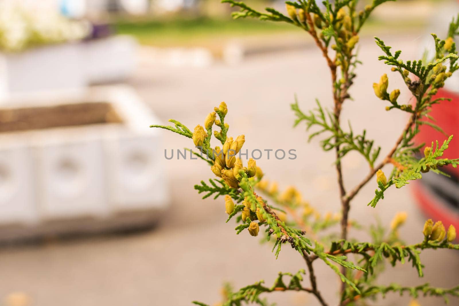Dry yellowed branch of grass in autumn close up