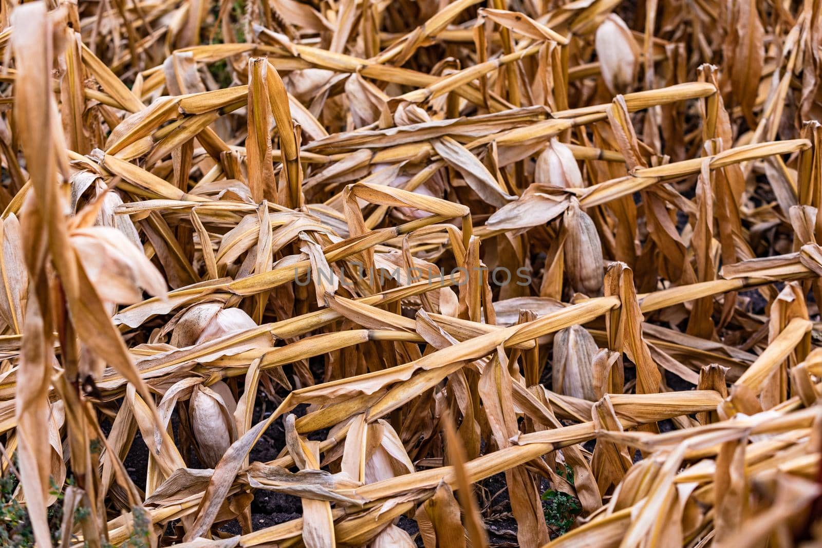 Crop damage due to drought and storms in maize in Germany