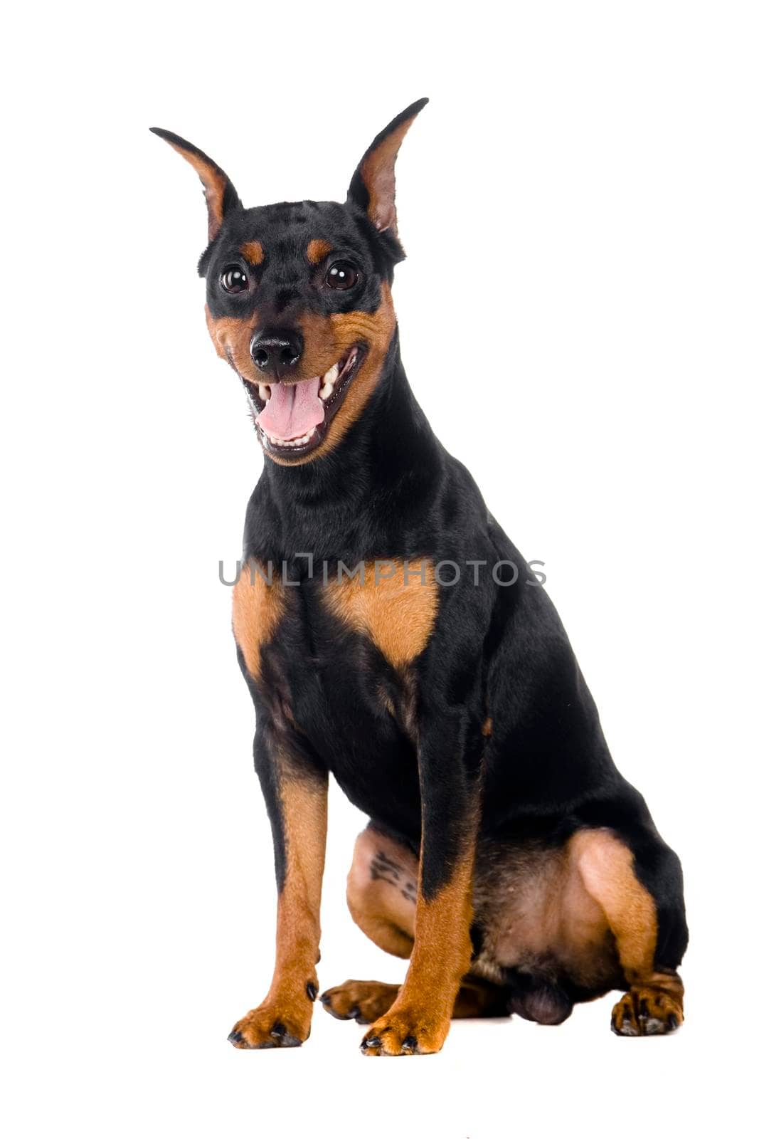 Dwarfish pinscher costs. Isolation on the white background