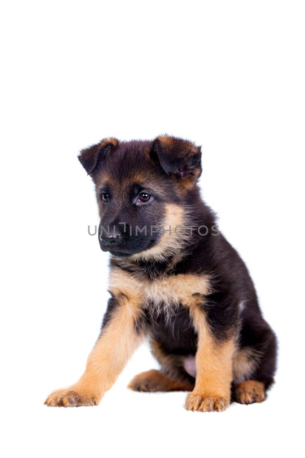 German shepherd puppy isolated on white background