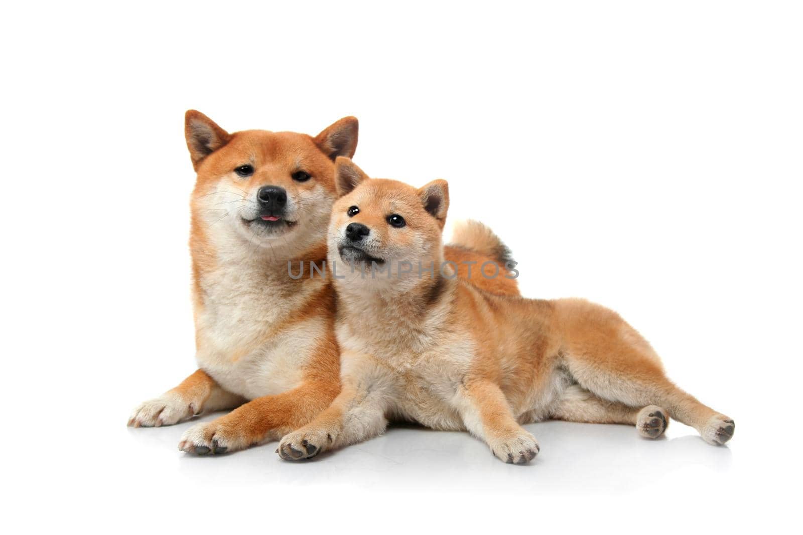 Two beauty shiba inu dogs isolated on white background