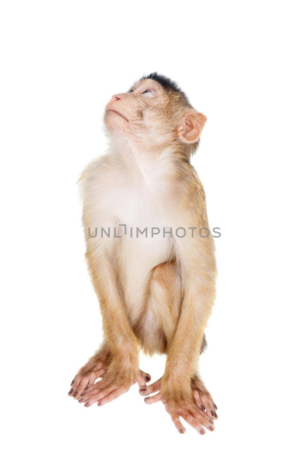 Juvenile Pig-tailed Macaque, Macaca nemestrina, on white by RosaJay