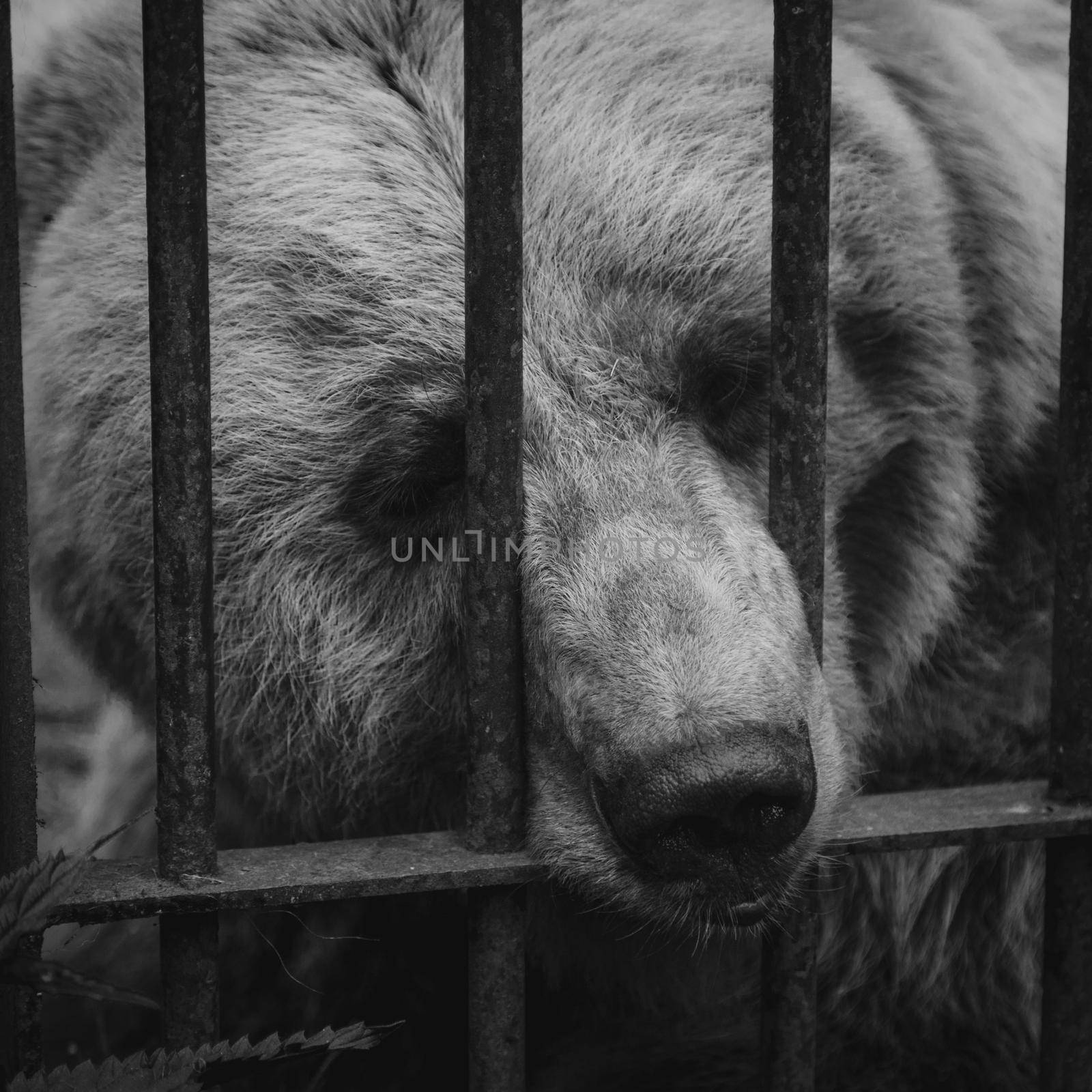 Brown bear in resque center stuck his face out of the cage.