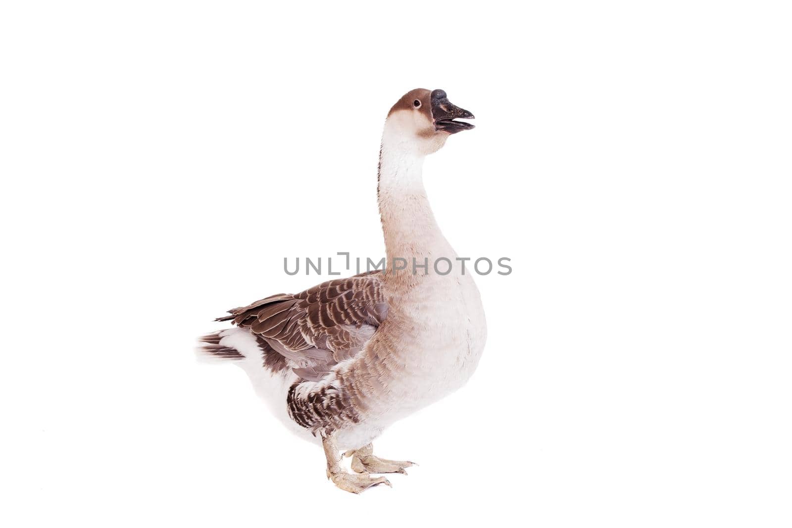 Brown domestic goose on white by RosaJay
