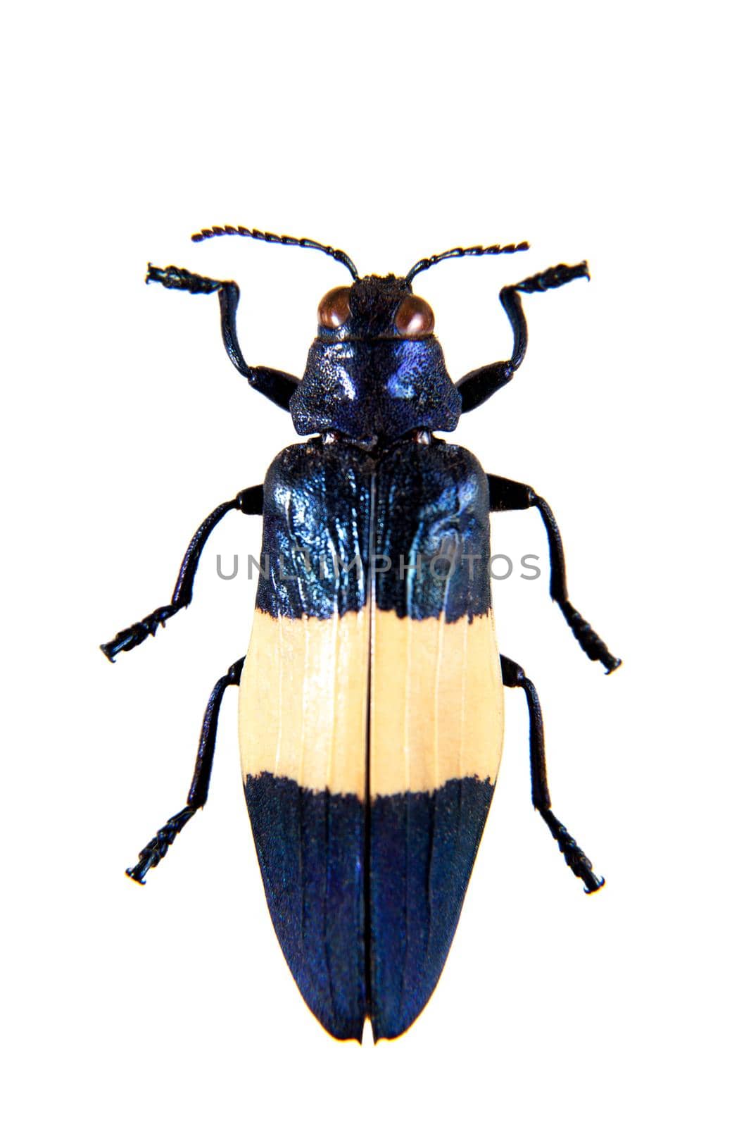 Banded Jewel beetle on the white background by RosaJay