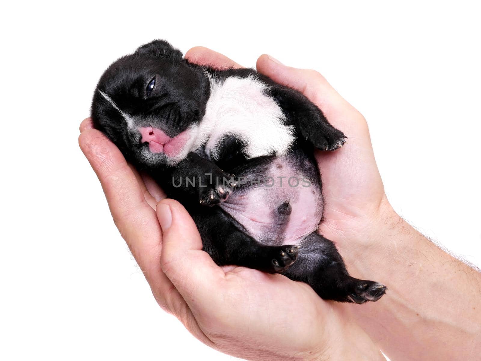 French bulldog, 3 weeks old, puppy on white by RosaJay