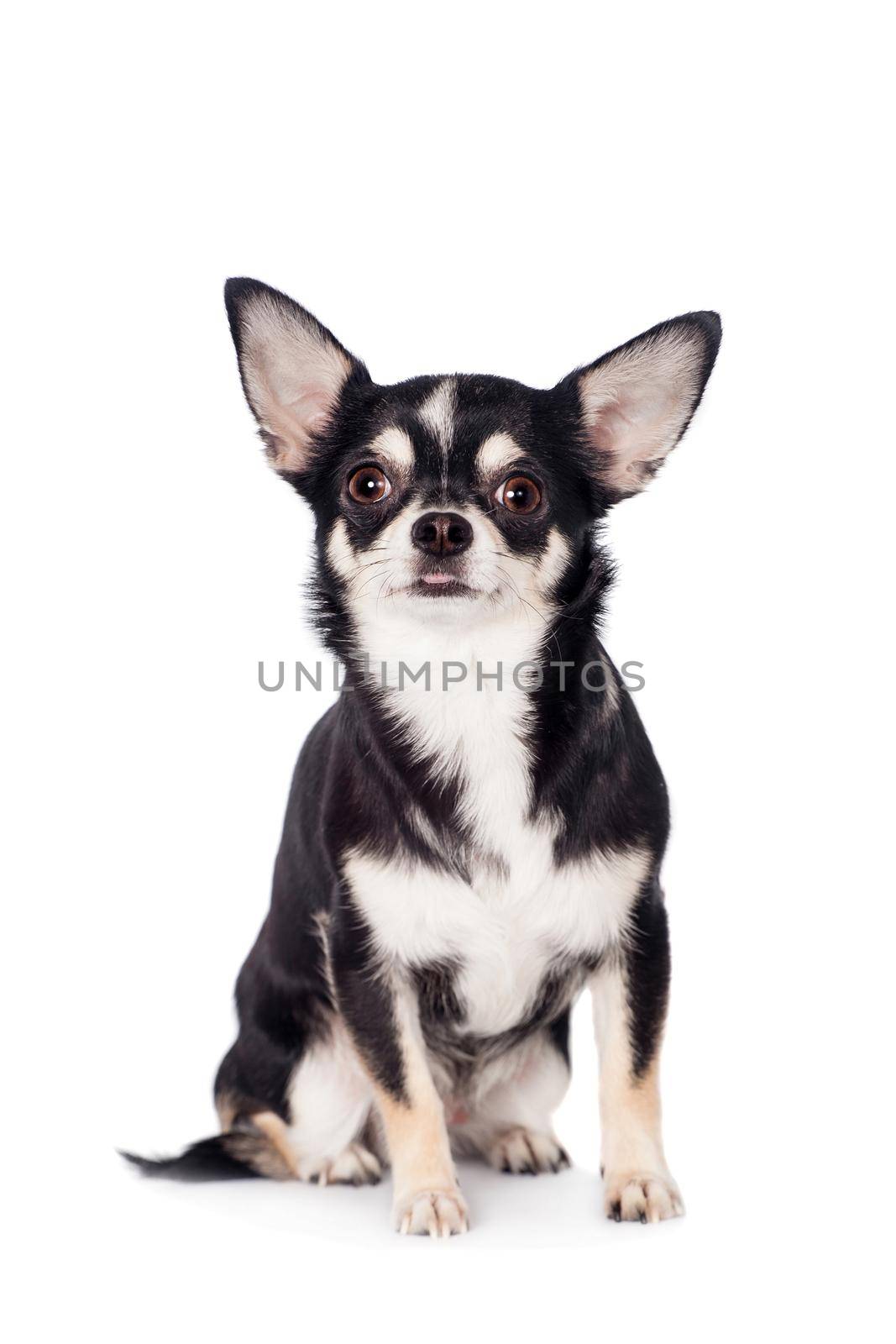 Chihuahua, 2 years old, sitting and looking at camera against white background