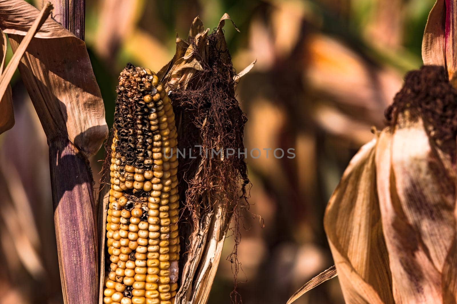 A corn cob on a corn field in Germany that is ready to be harvested