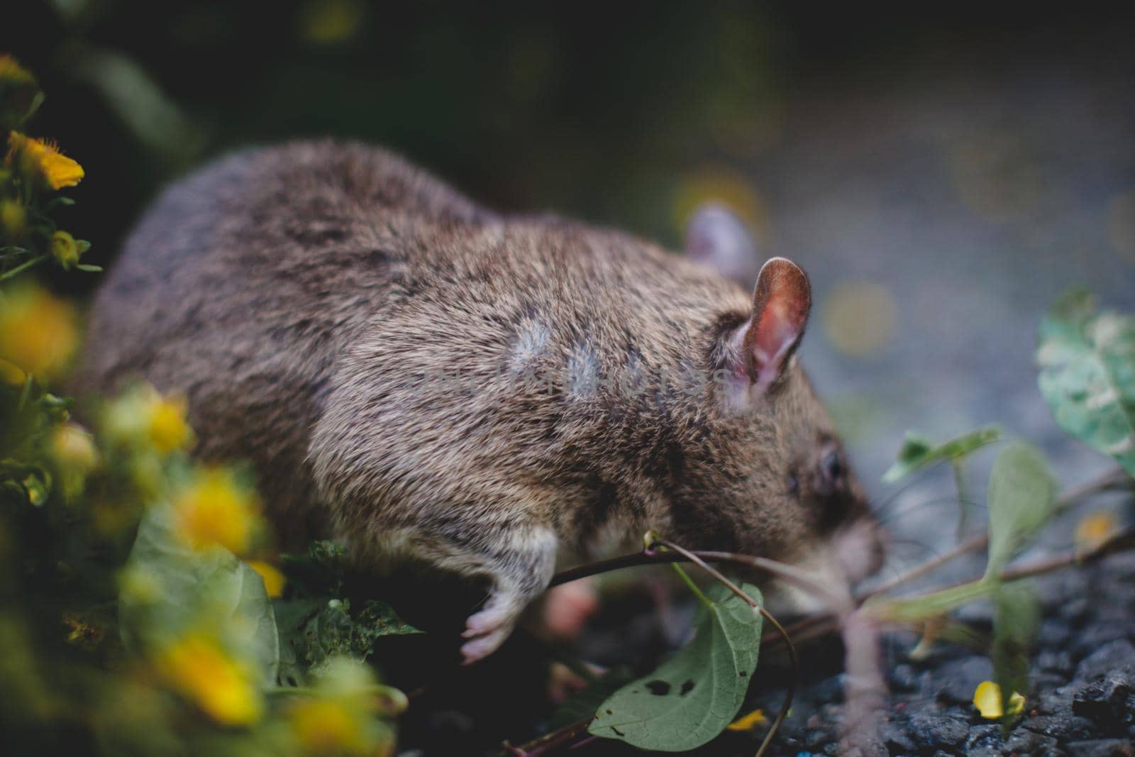 Giant african pouched rat or crycetomys gambianus in a garden with pansies