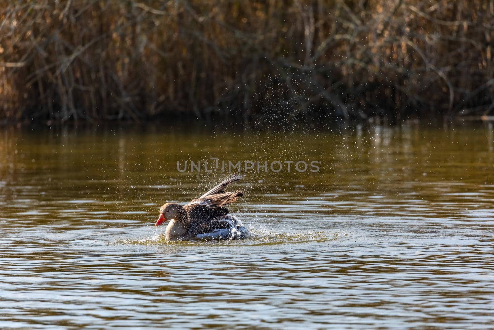 A duck flaps its wings to groom while swimming in a natural lake in Germany