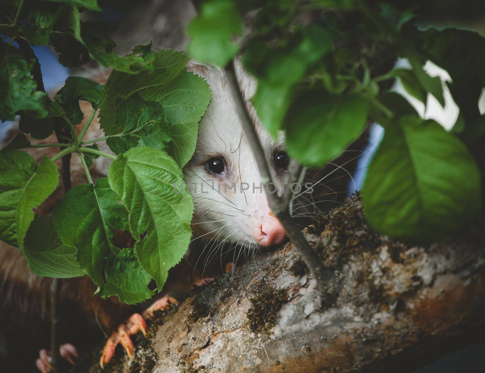 The Virginia or North American opossum, Didelphis virginiana, in the garden