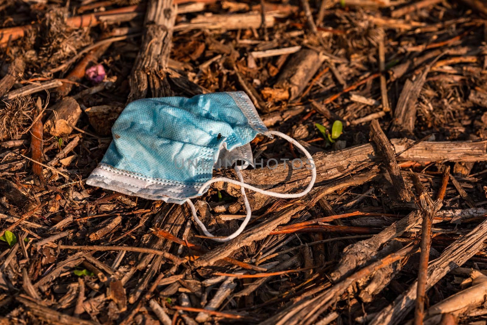 A surgical mask lies in the undergrowth of a nature reserve and pollutes nature