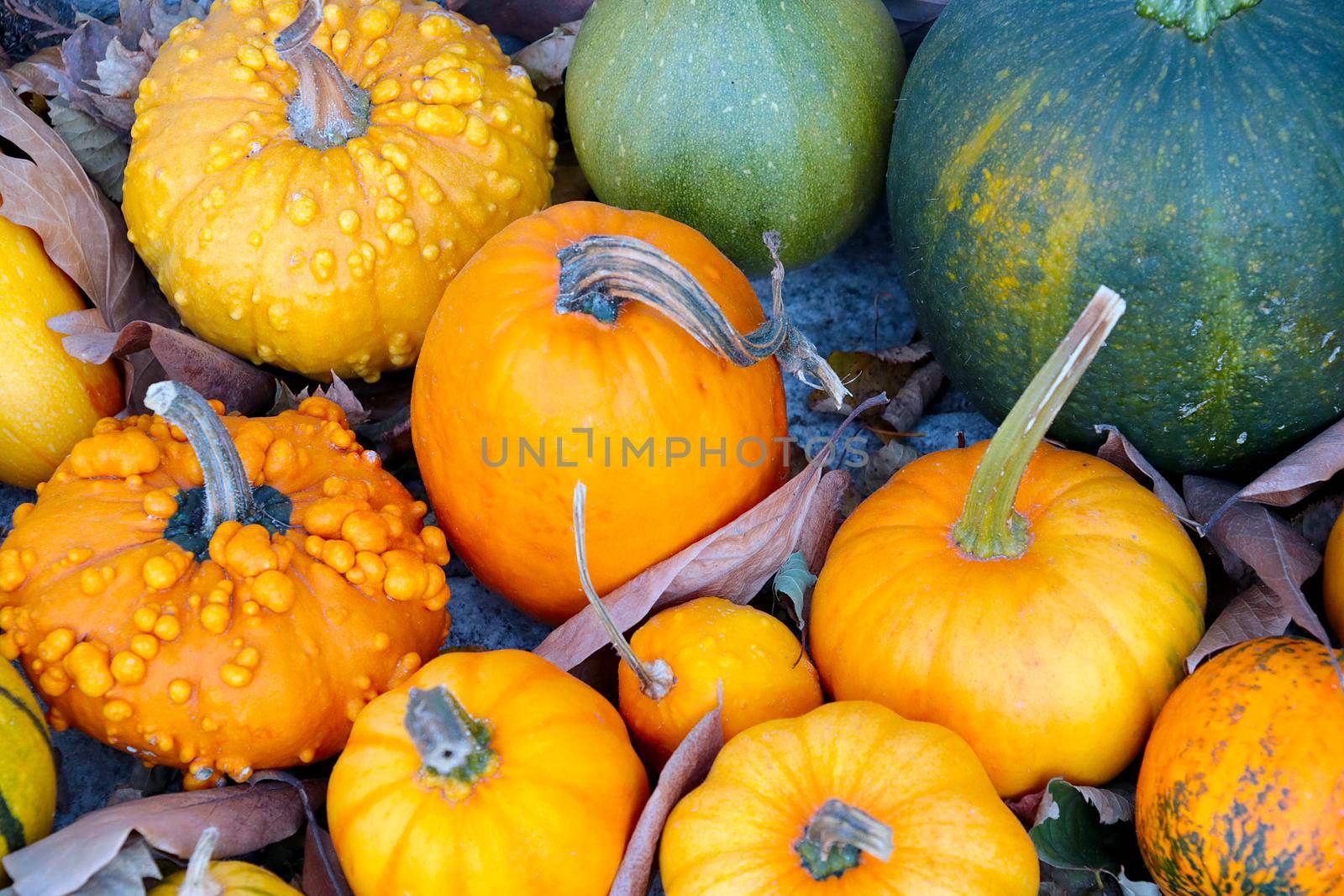 Top view of harvested pumpkins in autumn. Preparing for Halloween. Agriculture