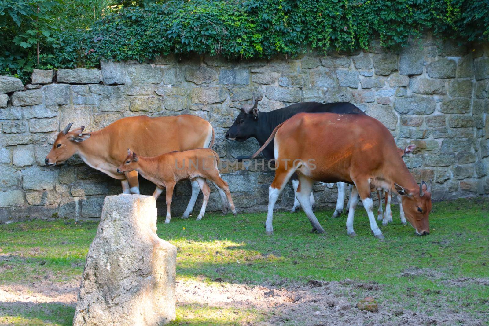 The banteng is the ancestor of the Asian cow. The species is now under threat of extinction