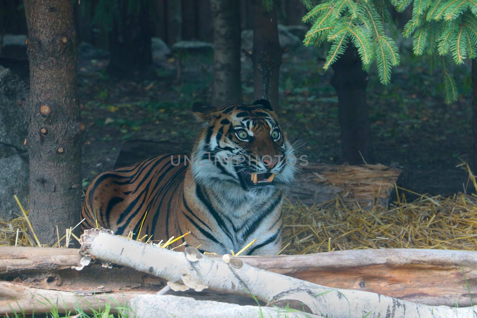 A beautiful tiger lies under a tree in the wild