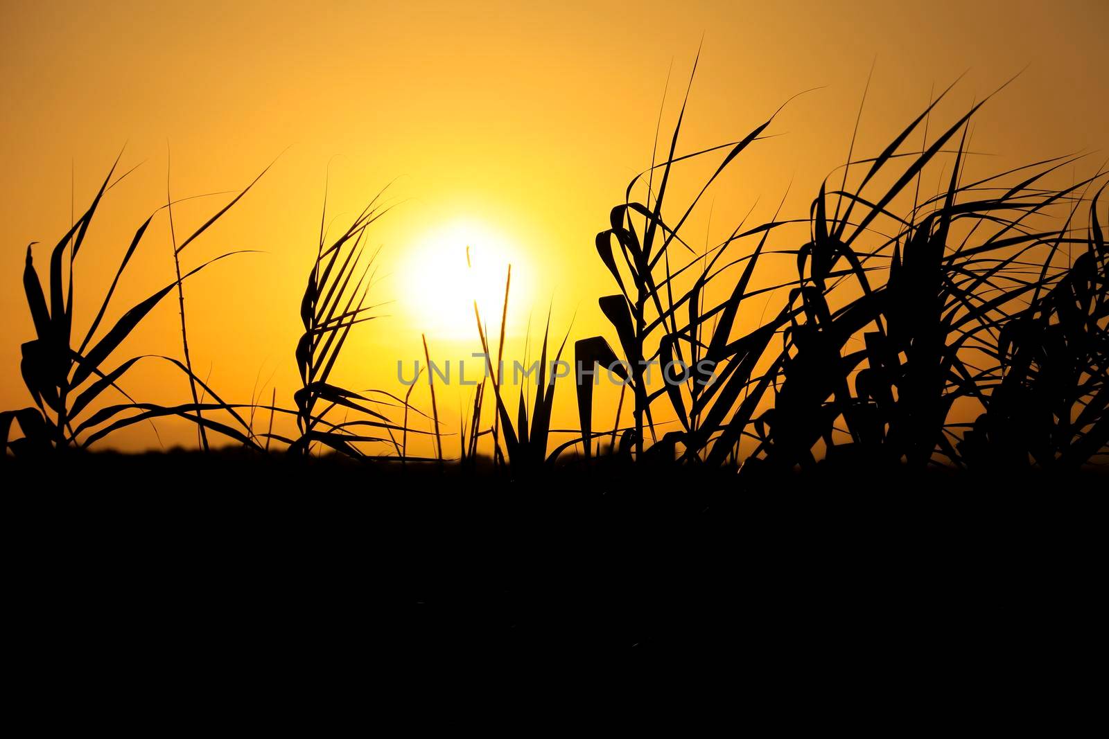 Sun hiding on the horizon at sunset between reed beds in Spain