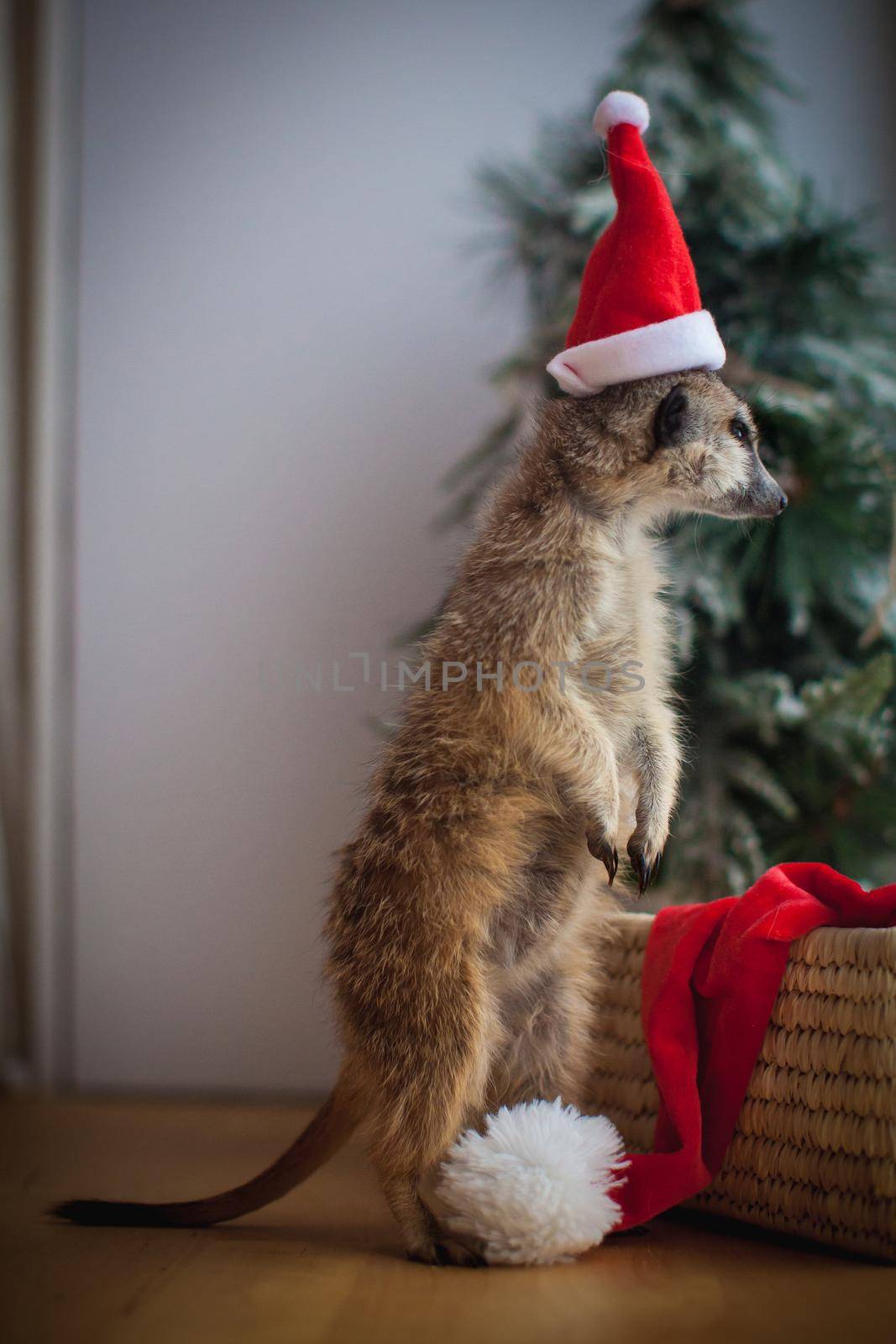 The meerkat or suricate cub in decorated room with Christmass tree. by RosaJay