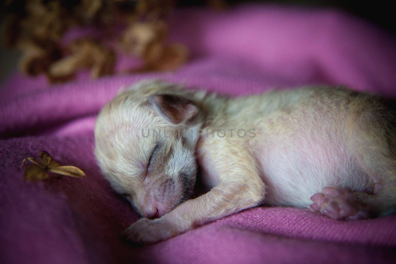 Cute Newborn fennec fox cub on hand, 2 weeks old
