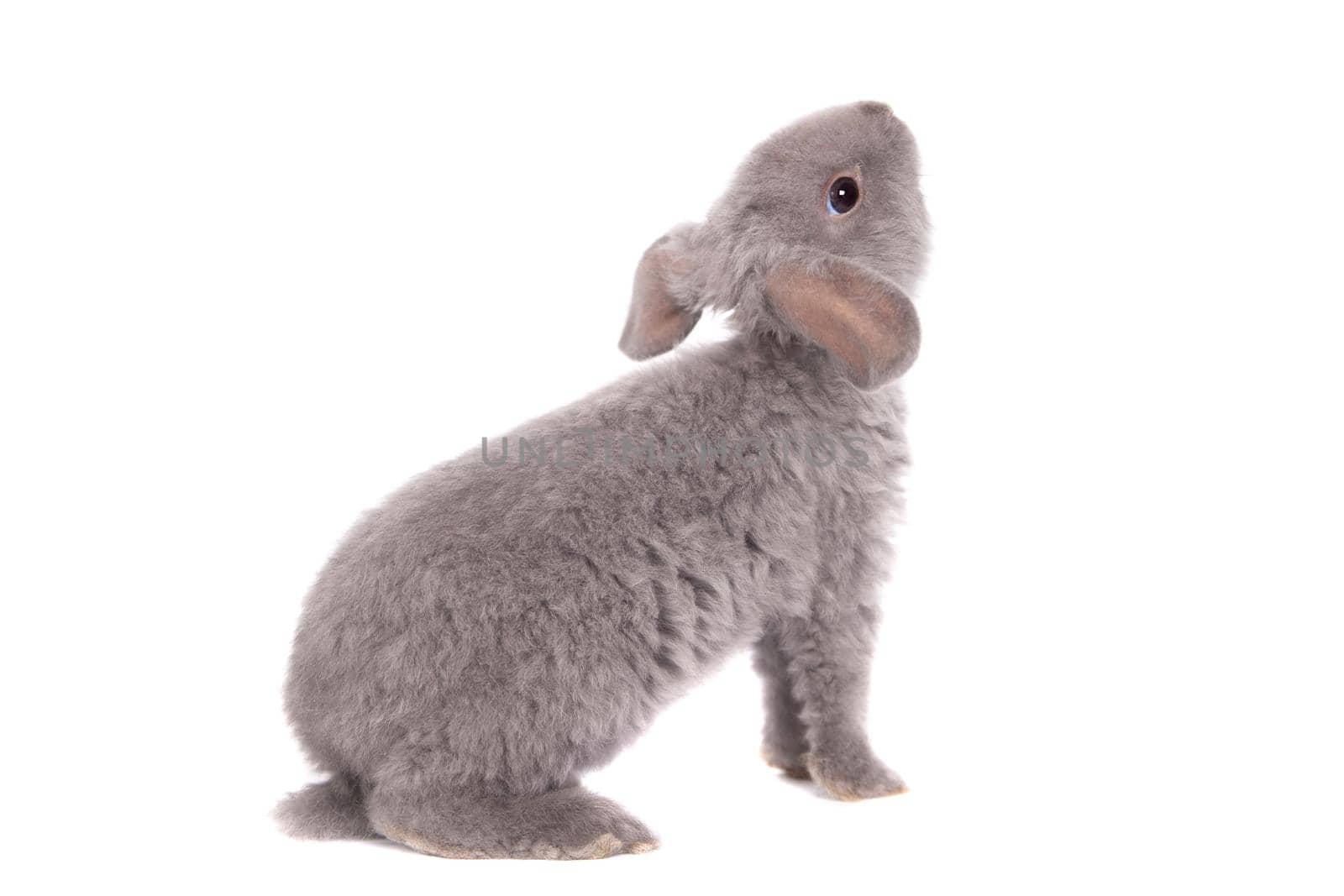 Grey lop-eared rabbit rex breed isolated on white